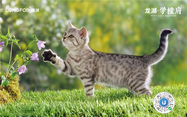 “網(wǎng)紅”學(xué)樘府，不止是即墨首座森林秘境住區(qū)