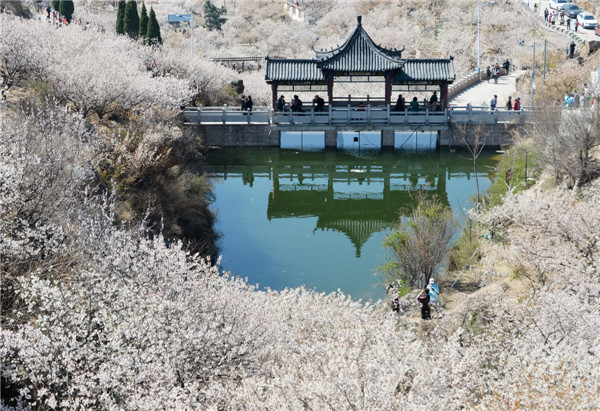 開往春天的地鐵 櫻桃花盛開，北宅大嶗櫻桃谷風景正美（組圖）