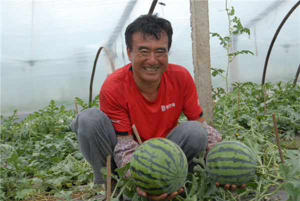山東即墨大棚西瓜熟了 瓜農(nóng)喜獲豐收笑開顏