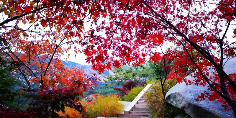 嶗山：小場景大流量 實(shí)現(xiàn)“詩與遠(yuǎn)方的雙向奔赴”