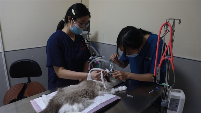 青島市嶗山區(qū):海洋生物材料撬動(dòng)寵物經(jīng)濟(jì)新賽道 青島市嶗山區(qū):海洋生物材料撬動(dòng)寵物經(jīng)濟(jì)新賽道